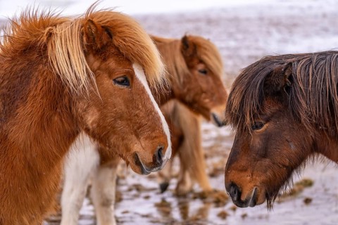 Portrait of a group of brown horses in the cold winter with snow in Iceland, Icelandic horse