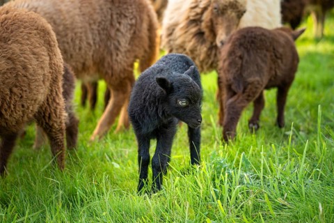 Black lamb in a meadow, behind it other sheep. Ouessant sheep (Breton dwarf sheep), Germany, Europe