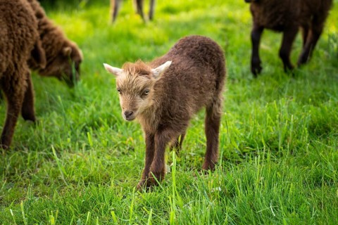 Little lamb running in a meadow, brown, Ouessant sheep (Breton dwarf sheep), Germany, Europe