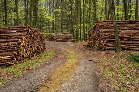 Piles of logs at road in beech forest in Ystad municipality, Skåne county, Sweden, Scandinavia,