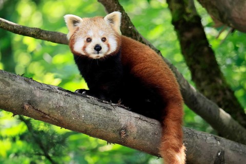 Western Red panda (Ailurus fulgens), adult, on tree, Himalayas, Central Asia