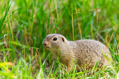 European ground squirrel (Spermophilus citellus) on a meadwo, Bavaria, Germany, Europe