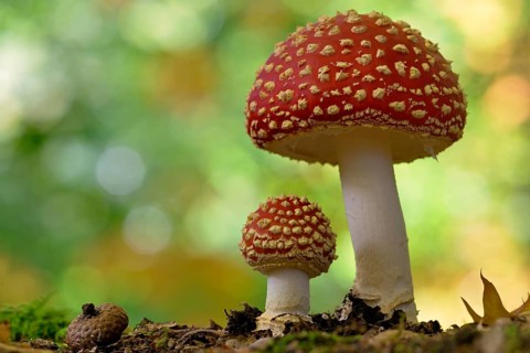 Fly agaric (Amanita muscaria), small and large fruiting bodies, North Rhine-Westphalia, Germany,