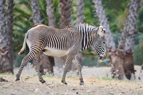 Plains zebra (Equus quagga) walking in the dessert, captive, distribution Africa