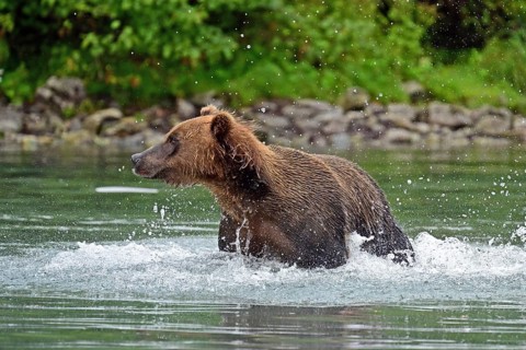 Brown bear (Ursus arctos) hunting for salmon in the water, Lake Clark National Park, Alaska