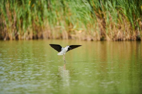 Black-winged stilt (Himantopus himantopus) landing in the water, Camargue, France, Europe