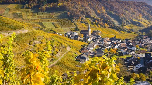 Vineyards in autumn, Mayschoß with parish church, red wine growing region Ahrtal, red wine of the