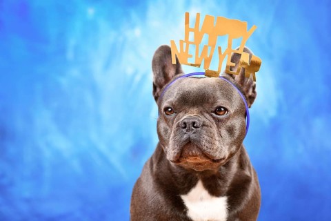 Dark French Bulldog dog wearing New Year's Eve party celebration headband with text 'Happy new