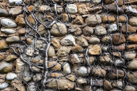 Dead ivy on a wall of pebbles, Provence, France, Europe