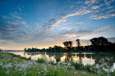 Morning glow on the Old Rhine with valerian (Valeriana officinalis) and deciduous trees, Xanten,