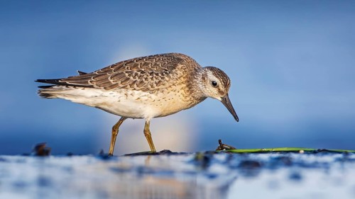 Knot, red knot (Calidris canutus) Transition from breeding to slack dress, snipe bird, foraging on