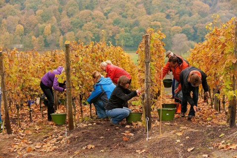 Grape grape harvest in the vineyard, Rote Presse