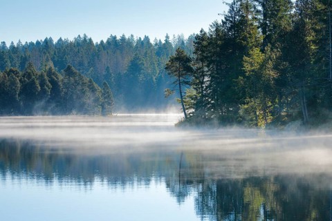 Pines and spruces line the shore of the mirror-smooth Étang de la Gruère moorland lake covered in