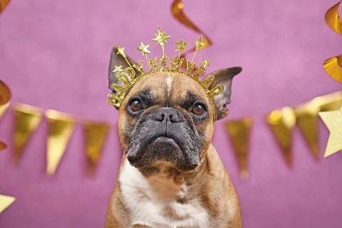 French Bulldog dog wearing New Year's Eve part headband with text 'Happy new year' in front of pink