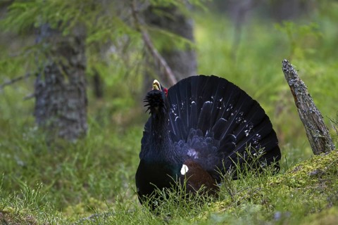 Western capercaillie (Tetrao urogallus) male displaying at courting ground, lek in coniferous