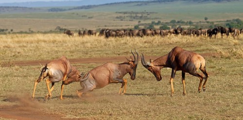 Battle of three Topi lechwe bulls, Maasai Mara Game Reserve, Kenya, Africa