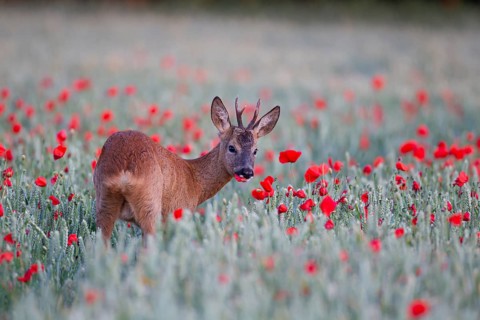 Roe deer (Capreolus capreolus) adult male buck feeding in a farmland wheat field with flowering