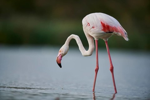 Greater Flamingo (Phoenicopterus roseus) walking in the water, Parc Naturel Regional de Camargue,