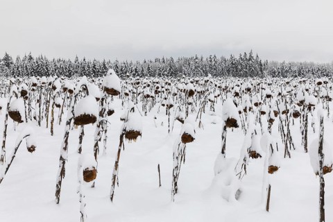 Sunflower field in the snow (Helianthus annuus), winter, Göggingen, Krauchewies, Upper Danube