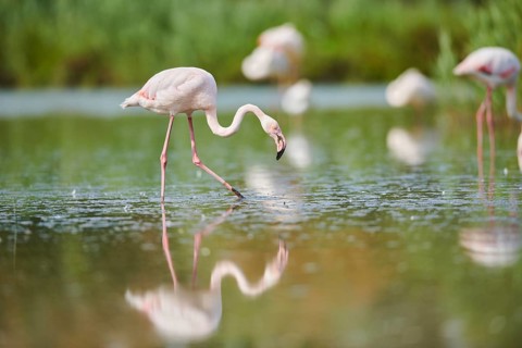 Greater Flamingo (Phoenicopterus roseus) walking in the water, Parc Naturel Regional de Camargue,