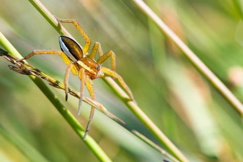 Raft spider (Dolomedes fimbriatus) or bordered list spider lurking on grass, Pietzmoor nature