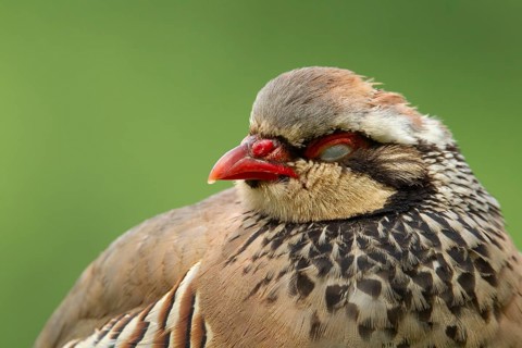 Red legged or French partridge (Alectoris rufa) adult bird sleeping, Norfolk, England, United