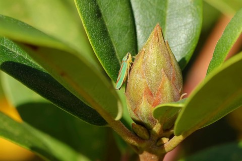 Rhododendron (Rhododendron) leafhopper (Graphocephala fennahi) sitting on flower bud of a