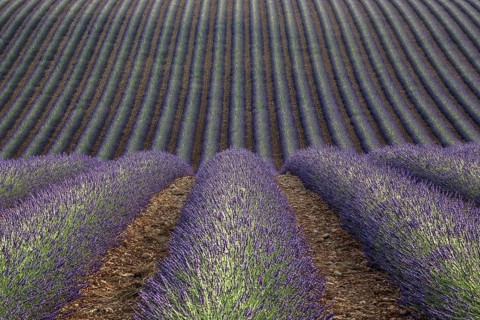 Wavy lavender field, flowering true lavender (Lavandula angustifolia), D56, between Valensole and