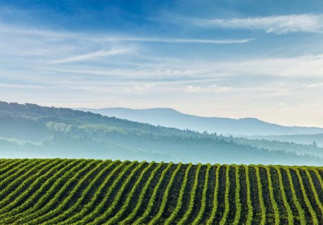 Panorama of furrows with sprouts in rolling ploughed fields of Moravia, Czech Republic, Europe