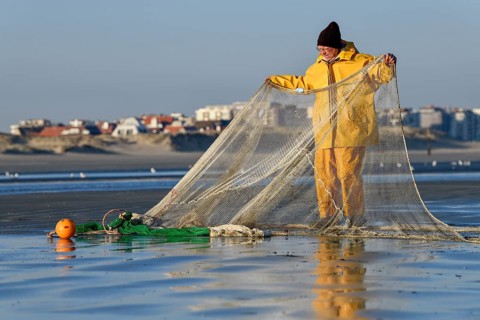 Horse fisher spreads his net, catching Brown shrimp (Crangon crangon), Koksijde, North Sea coast,