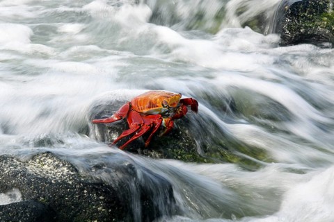 Sally lightfoot crab (Grapsus grapsus), red rock crab, abuete negro in the surf, Las Bachas Bay on