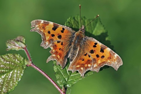 Comma (Polygonia c-album) butterfly resting on leaf with wings spread