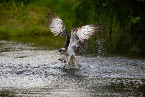 Western osprey (Pandion haliaetus) fishing, Finland, Europe