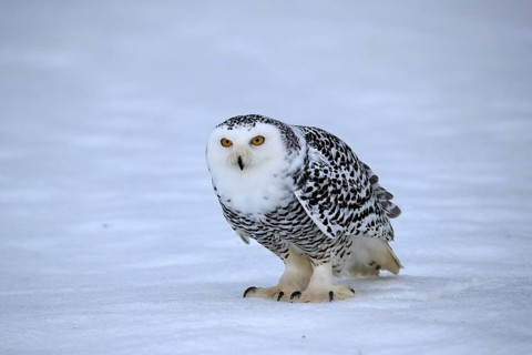 Snowy owl (Nyctea scandiaca), snowy owl, adult, alert, in the snow, foraging, in winter, Bohemian