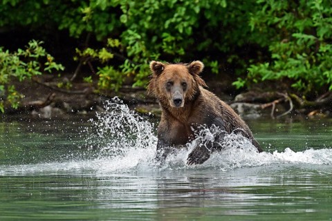 Brown bear (Ursus arctos) hunting for salmon in the water, Lake Clark National Park, Alaska