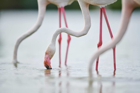 Greater Flamingos (Phoenicopterus roseus) standing in the water, portrait, Parc Naturel Regional de