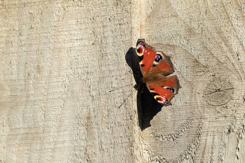 Peacock butterfly (Aglais io) adult resting on a garden fence, Suffolk, England, United Kingdom,