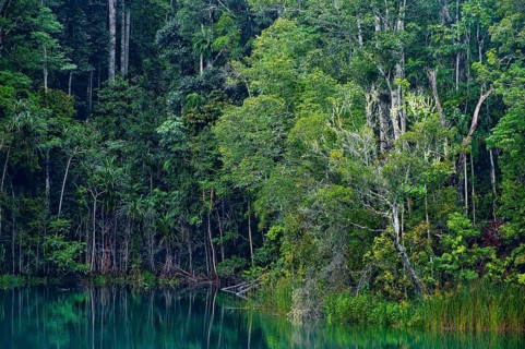 Australian jungle, rainforest with crater lake Lake Eacham, Atherton tablelands, Cairns,