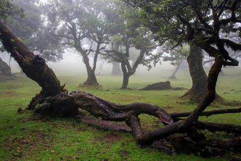 Laurel trees overgrown with moss and plants in the mist, old laurel forest (Laurisilva), stinkwood