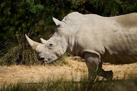 Square-lipped rhinoceros (Ceratotherium simum), walking in the dessert, captive, distribution