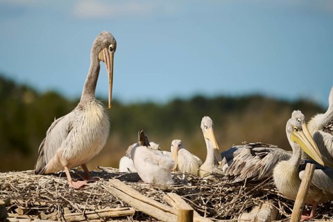 Great white pelican (Pelecanus onocrotalus) sitting, France, Europe