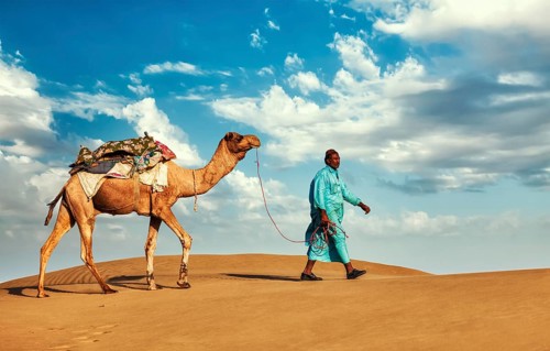 Rajasthan travel background, Indian cameleer (camel driver) with camels in dunes of Thar desert.