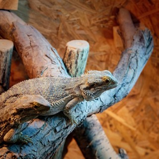 Two central bearded dragons (Pogona vitticeps), captive, butterfly house, butterfly farm,