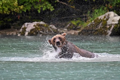 Brown bear (Ursus arctos) hunting for salmon in the water, Lake Clark National Park, Alaska