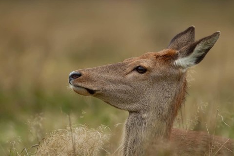 Red deer (Cervus elaphus) adult female hind animal portrait, Surrey, England, United Kingdom,