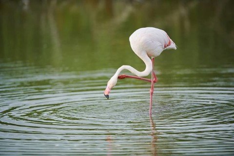 Greater Flamingo (Phoenicopterus roseus) standing in the water, Parc Naturel Regional de Camargue,