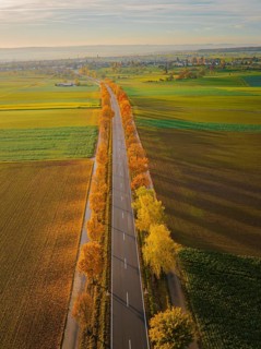 Aerial view of an avenue at sunrise in autumn, Herrenberg, Germany, Europe