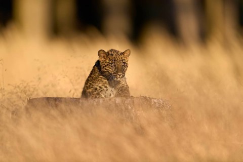 Indian leopard (Panthera pardus fusca), young animal on tree trunk in meadow