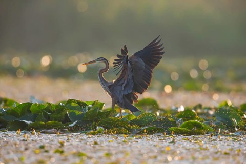Purple heron (Ardea purpurea), the bird searches for prey in shallow water in the early morning and