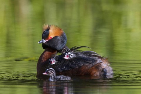 Horned grebe (Podiceps auritus) in breeding plumage swimming in lake while carrying chicks on its